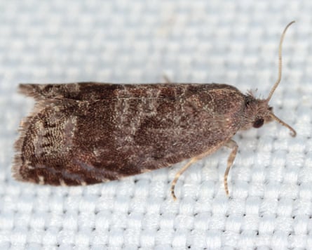The plum fruit moth.