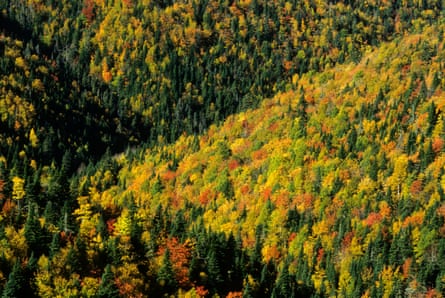 The import of wood from Canada’s forests has increased.
