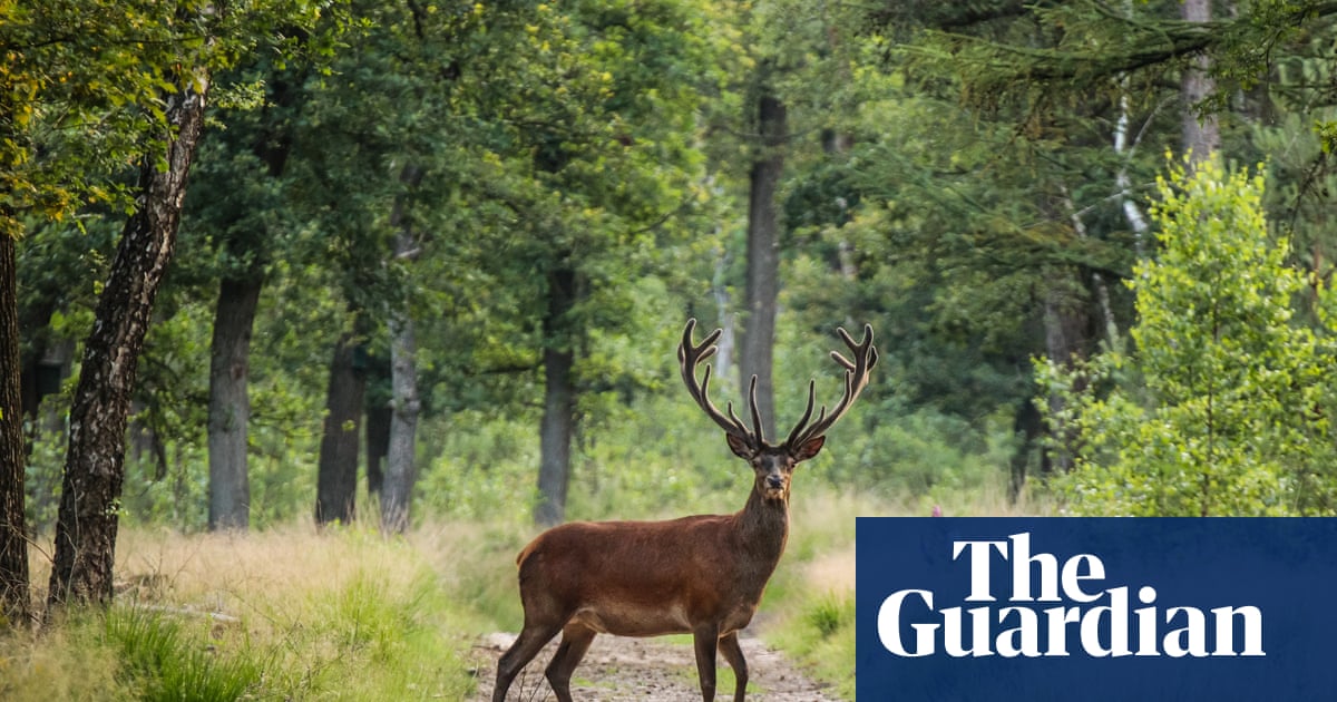 Cycling in the wild heart of the Netherlands: an autumnal break in the Veluwe