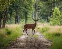 Red deer crossing a sand path in the middle of a forest in a wildlife park, the Veluwe, The NetherlandsLargest National Park in the Netherlands.