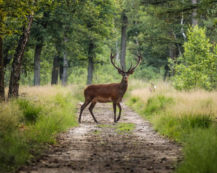 Cycling in the wild heart of the Netherlands: an autumnal break in the Veluwe