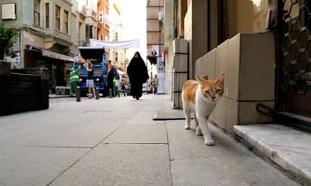 One of the cats of Kedi.