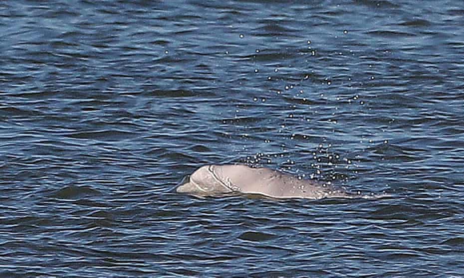 Benny the beluga whale swimming in the river Thames near Gravesend, Kent.
