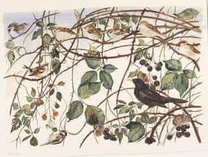 Illustration By Jackie Morris From The Lost Words Robert Macfarlane Illustration By Jackie Morris From The Lost Words Robert Macfarlane