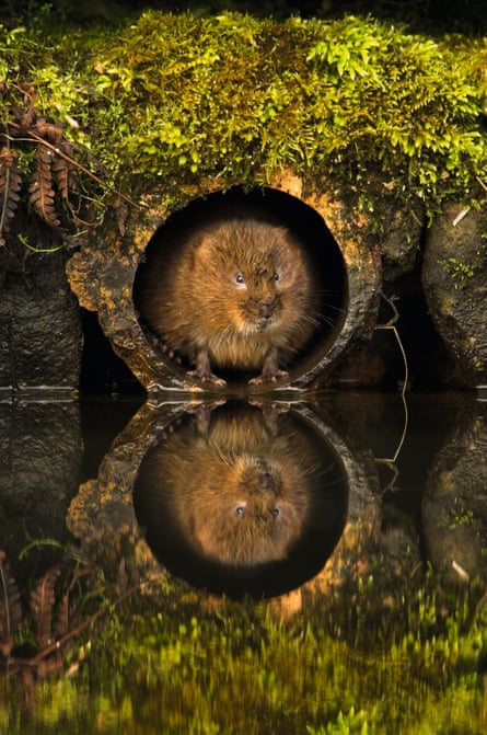 Vole in a hole