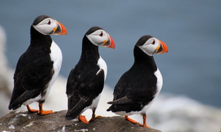 Three puffins on the Farne Islands, UK