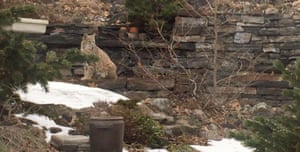 A bobcat visits a back garden rockery in Calgary, Canada.