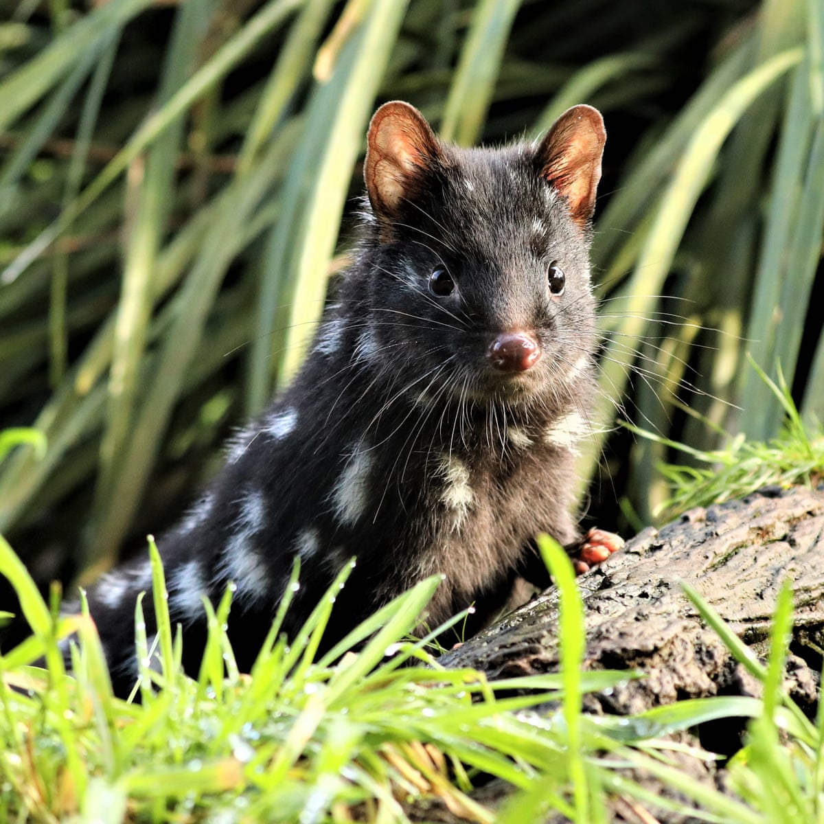 Release of 10 quolls boosts 'insurance' population of endangered marsupial  | Endangered species | The Guardian