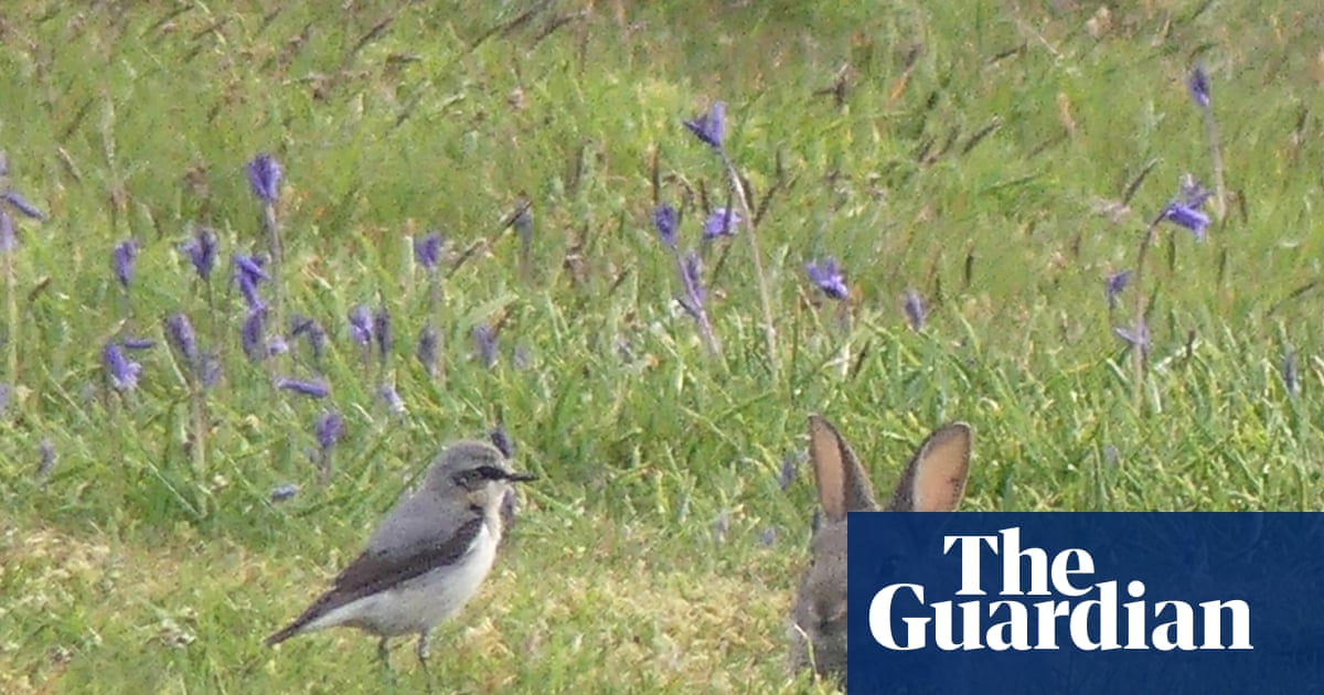 Country diary: A weary wheatear shows off his best feature | Henry