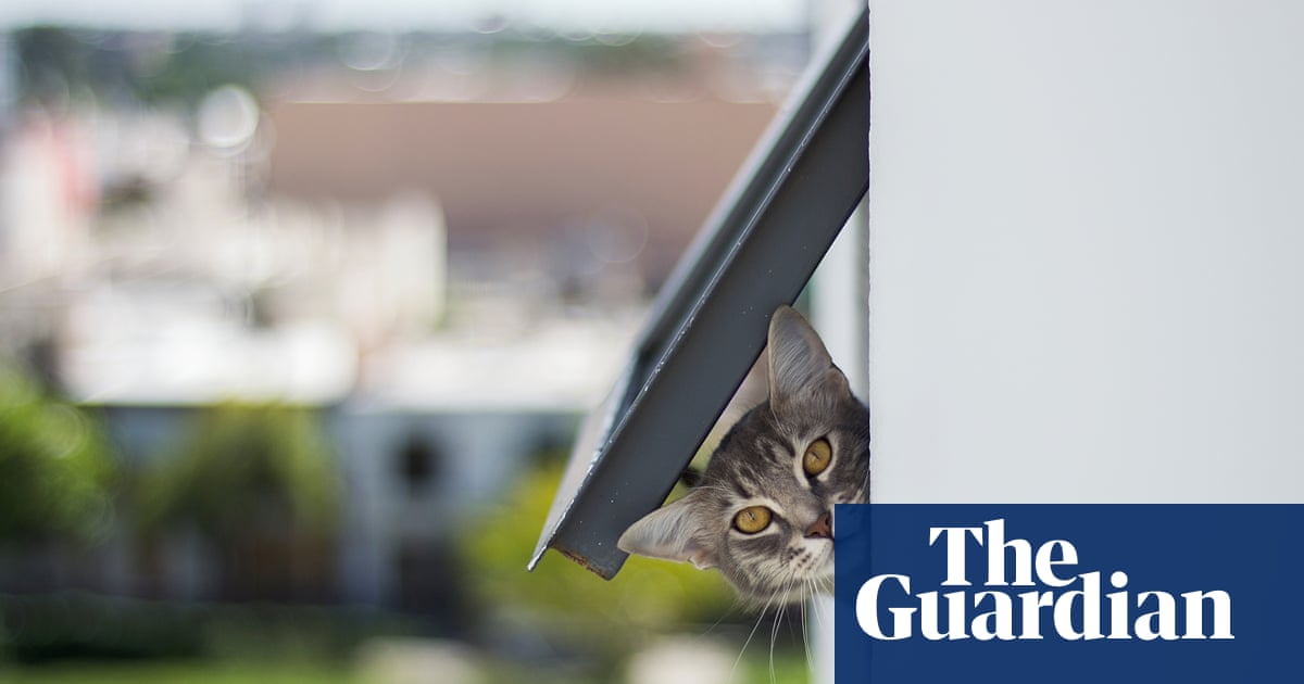 Tim Dowling: the cat and I are both struggling with the new cat flap