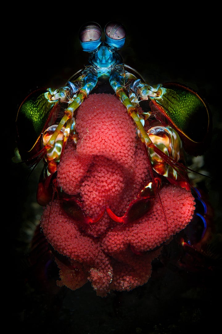 7. Mother Mantis: The Conqueror of Aquatic Life Surrounded by black volcanic sands, a peacock mantis shrimp stands guard over a ribbon-like mass of fertilized eggs in the Lembeh Strait in Indonesia. Photo: Filippo Borghi