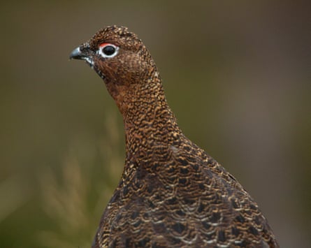A reddy-brown bird with a small head and an eye ringed with white with a red dash