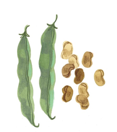 Illustration of broad bean seeds