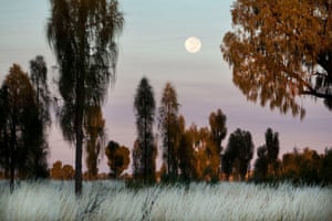 The moon sets behind desert oak trees in Australia