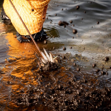 Quando a pescadora beduína espeta um choco, ele esguicha tinta preta na água.