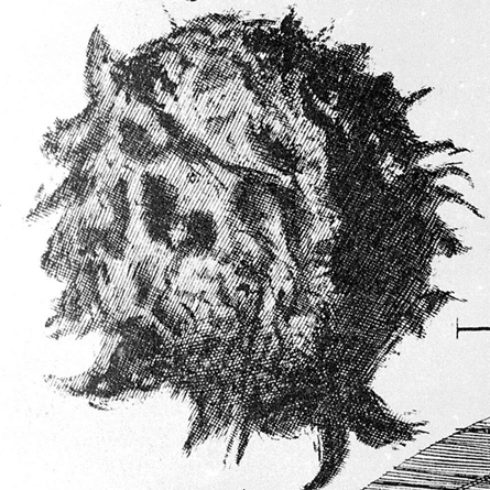 Robert Hooke, Micrographia : ou quelques descriptions physiologiques de corps minuscules faites à la loupe.  Avec des observations et des enquêtes à ce sujet (1665).  Crédit : Wellcome Collection
