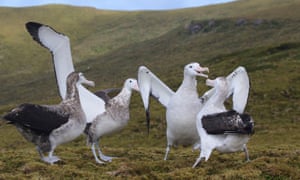 Tristan albatross birds on Gough Island in the south Atlantic Ocean.