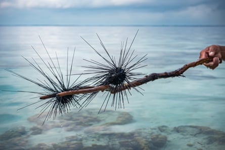 Two sea urchins caught by the Bajau fishers.