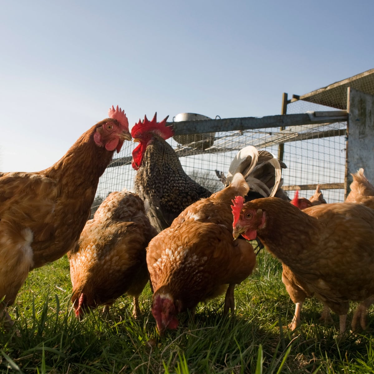 Human case Bird flu