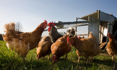 Chickens outdoors on grass, with a coop in the background