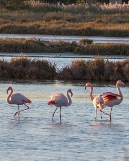 landscape of Camargue in the south of France. Ornithological nature reserve