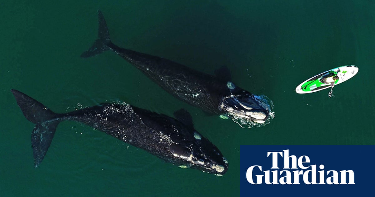 Curious southern right whale nudges paddleboarder in Argentina – video