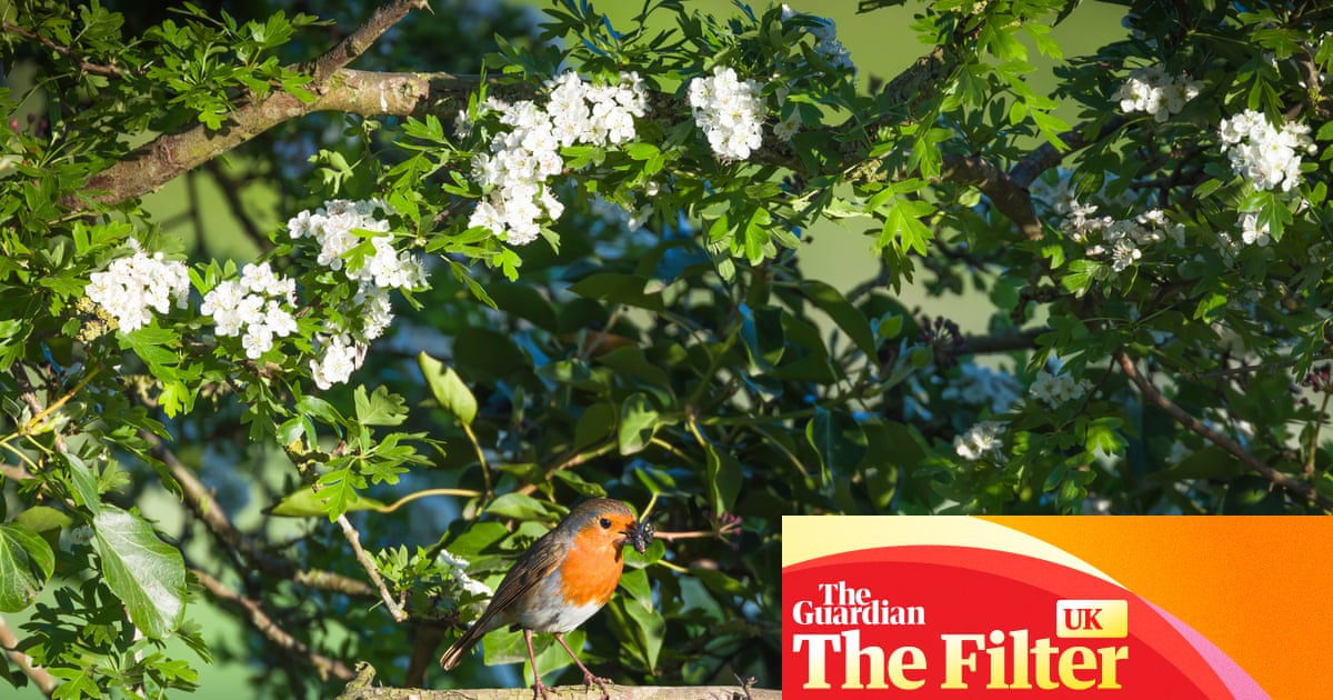 Deshazte de las herramientas eléctricas y construye una autopista para erizos: cómo crear un edén respetuoso con la naturaleza | Jardines Deshazte de las herramientas eléctricas y construye una autopista para erizos: cómo crear un edén respetuoso con la naturaleza | Jardines