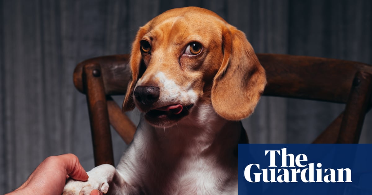 ‘Such adept cover stars’: why dogs are taking over fashion in the ‘AI face’ era