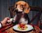 A beagle holding hands with someone while sat at a table with a plate of spaghetti in front of her
