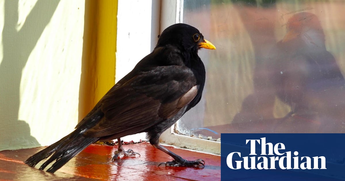 A Bird In The House Disturbs The Order Of Things Birds The Guardian A Bird In The House Disturbs The Order Of Things Birds The Guardian