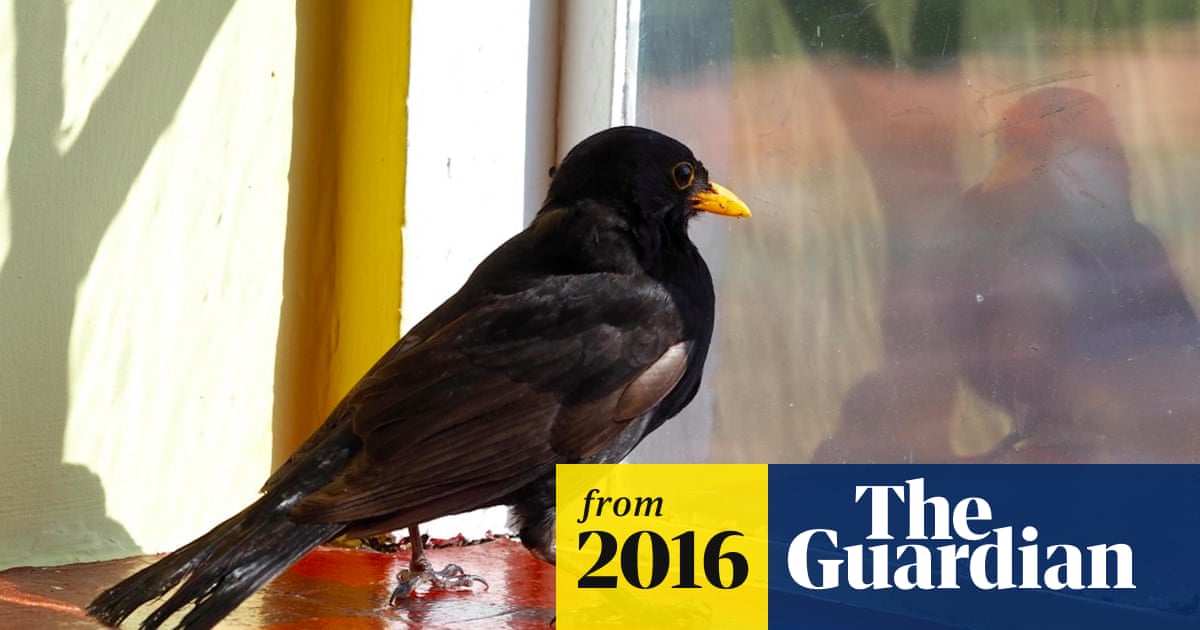 A Bird in the House: Essential Tips to Handle Unexpected Guests