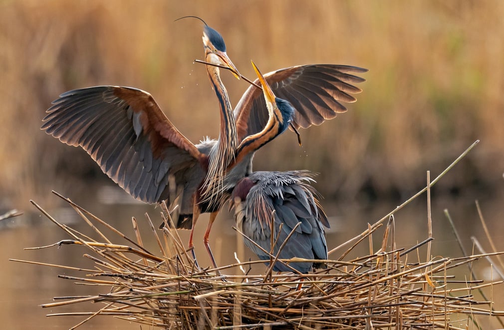 The Week in Wildlife. 3840