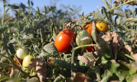 Tomatoes hang from a vine on a farm in Los Banos, California.