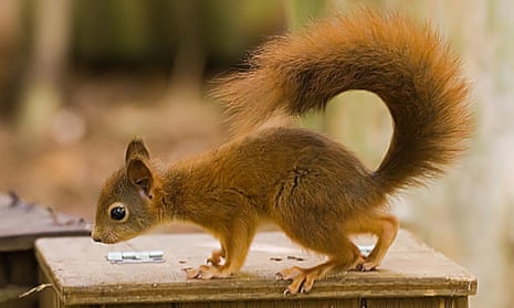 A red squirrel bred in Norfolk destined for the new colony near Bangor.
