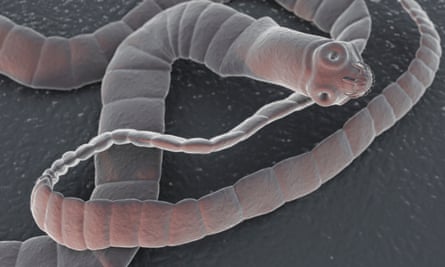 A cestode, or parasitic tapeworm