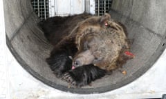 The bear JJ4 pictured in 2020 after being sedated to be fitted with a radio collar