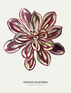 Growth strategies: illustrated houseplants – in pictures ...