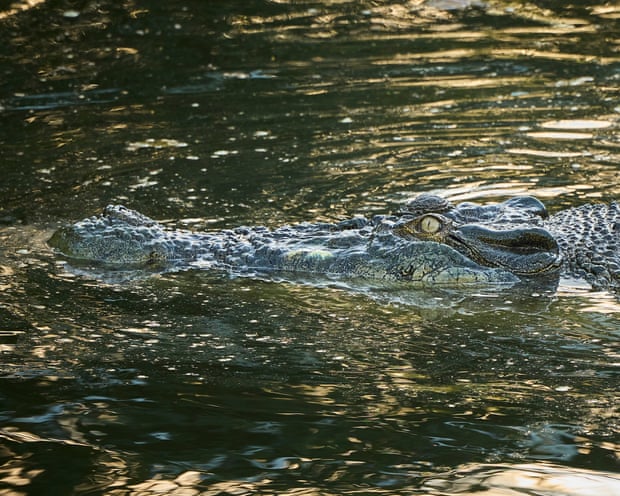 Speckles the Crocodile