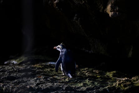 A tawaki on the Shelter Islands
