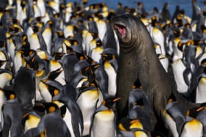 An elephant seal is surrounded by penguins (Manchots Royaux), on Desolation Island, part of the Crozet Islands