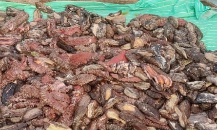 A haul of 416 dead sea cucumber seized from an uninhabited island off the Perumal coral reef in March, 2021.