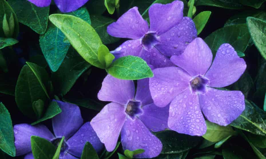 gardens alys fowler s top 25 indestructible plants gardens the guardian