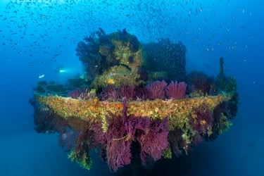 Ship wreck covered in multicoloured plants and animals