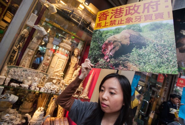 Hong Kong is a major hub of ivory sales and has been criticised by environmentalists for fuelling the illegal trade that leads to rampant poaching across Africa