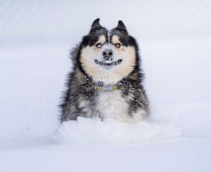 California, US. An entry from the Comedy Pet Awards 2022 photography competition, Carter the rescue dog experiencing snow for the first time