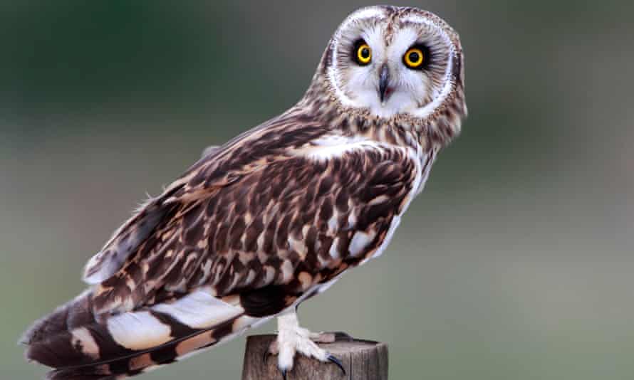 Short eared owl