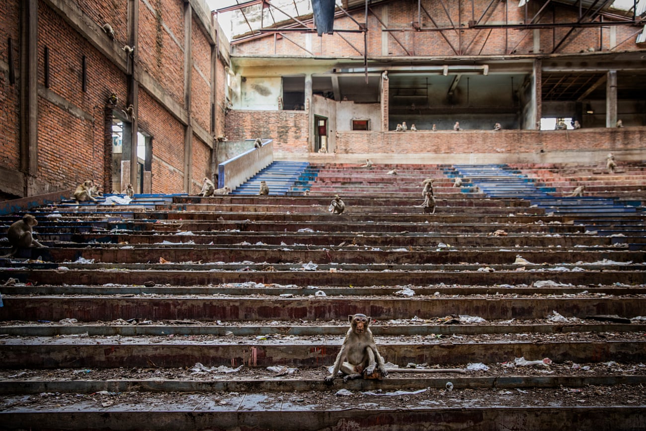 A monkey sits on the steps of an abandoned cinema