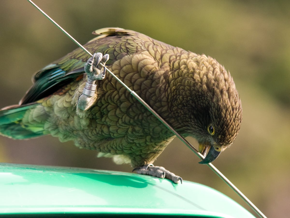 beak fitness new zealand develops roadside gym for endangered keas birds the guardian