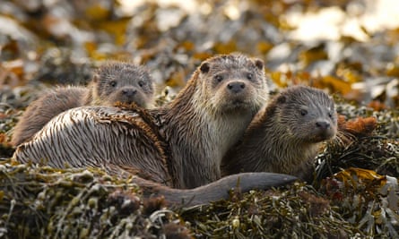 An otter family in the seaweed.