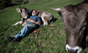 swiss voters ready to take the cow by the horns world news the